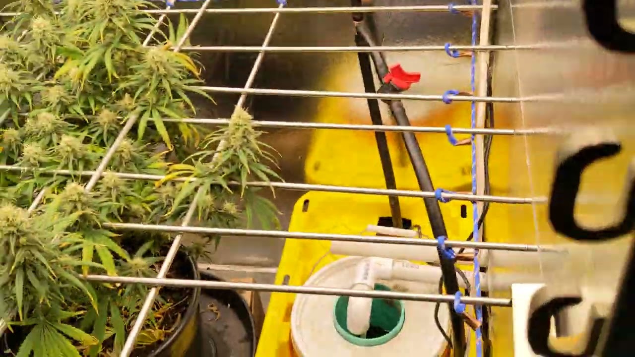 Week 6/7 flower.  seedsman Jack herer from seed 