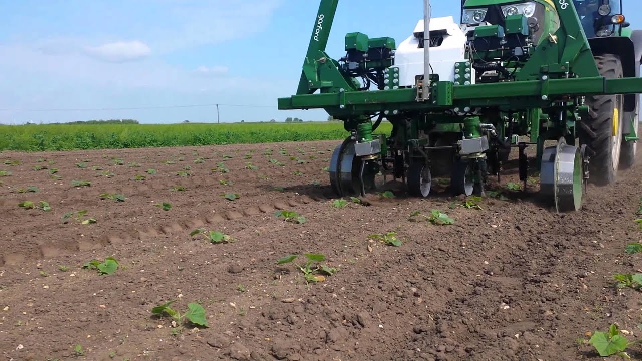 GarfordRobocrop InRow Weeder pumpkin squash YouTube
