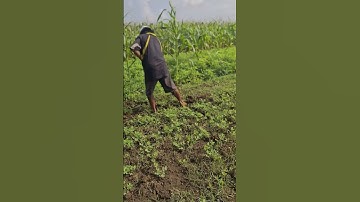 Smart Farmer Technique for Leveling Peanut Plantation Soil Using a Hoe #shorts