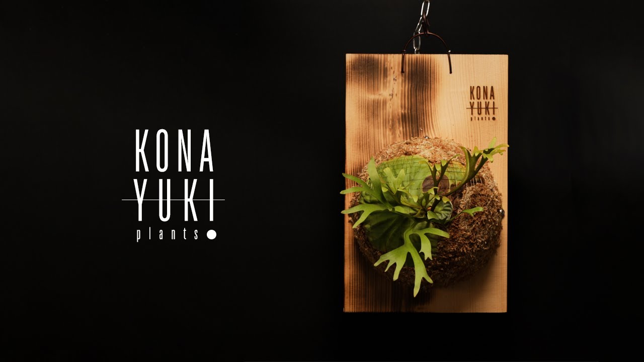 박쥐란 목부작 작업영상 how to mount a platycerium - P.ridleyi nano