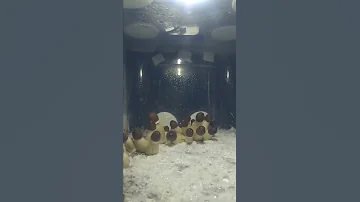 Процесс роста грибов 🍄