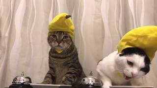 Kittens in Hats Bananas, Require the Waiter. The cutest video in the world.