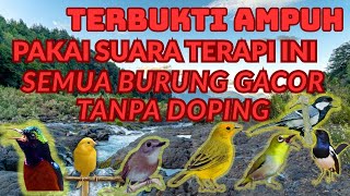 SUARA TERAPI AIR UNTUK PANCINGAN SEMUA JENIS BURUNG GAK PERLU DOPING DIJAMIN GACOR DORRR 100%