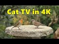 Cat TV in 4K ~ Birds for Cats to Watch Paradise ⭐ 8 HOURS ⭐