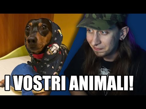 Video: Perché i gatti sono così carini?