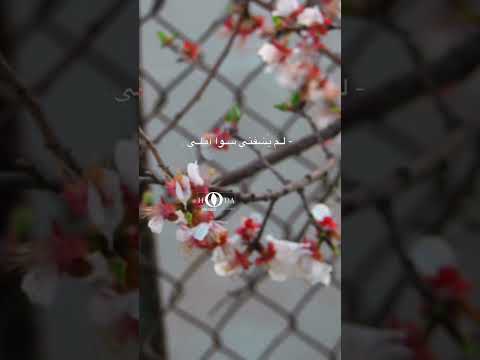 وهل يبتلى الانسان الافي من يحب الحب الإبتلاء بودكاست