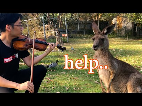 playing-violin-for-kangaroos
