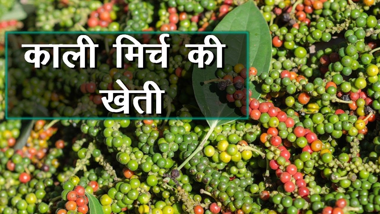 Kali Mirch(काली मिर्च) की खेती Black Pepper की खेती मे उपयोगी जलवायु