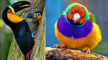 Quels sont les plus beaux oiseaux du monde ?