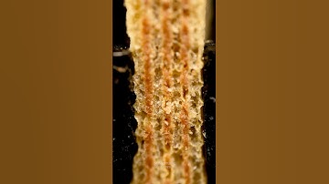 Crushing Wafer macro zoom #asmr #satisfying
