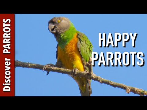 Happy Parrots Ep 1 African Forest Sounds To Play For Your Parrot Discover PARROTS