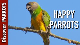 Happy Parrots Ep.1  African forest sounds to play for your parrot | Discover PARROTS