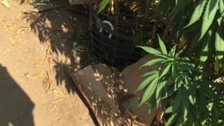 Outdoor medical grow 2016