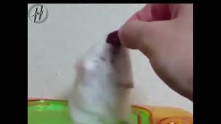 Siçan Prikol Dieta Yaddan Çıxanda