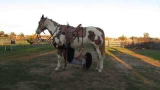 15 Different Ways to Ride Your Horse!