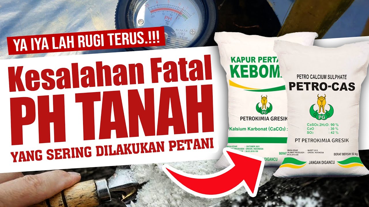 YA IYA LAH RUGI TERUS.❗❗❗ KESALAHAN FATAL PH TANAH YANG SERING DILAKUKAN PETANI | Kapur Dolomit