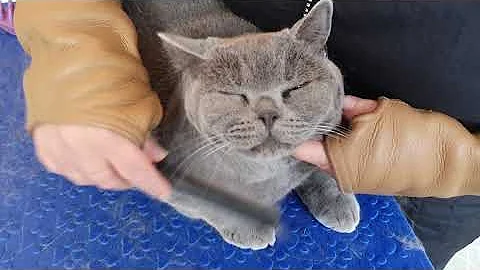 British Blue Cat Having Her First Professional Groom
