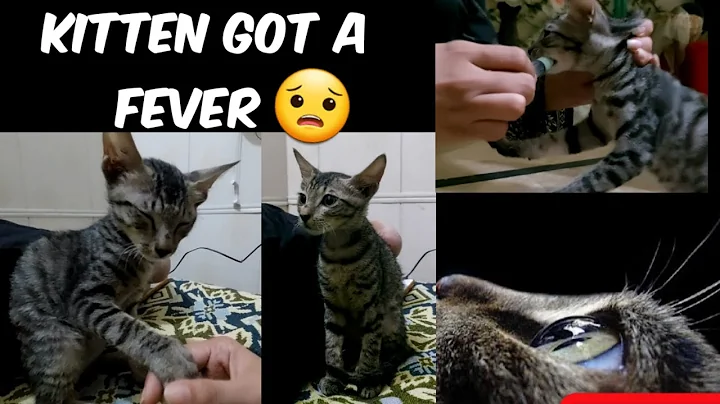 Video 11901811: cat house, cute cat, kitten