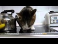 炊飯器の匂いを舐める猫　～ぽっけ♂～　A cat licking the smell of a rice cooker　～Pokke♂～　2011.05.