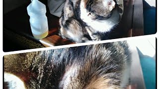 علاج تونيا (داء الثعلبة) عند القطط