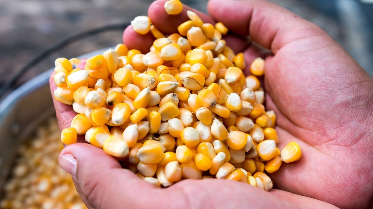 CHICHA DE MAÍZ / BEBIDA COLOMBIANA