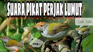 Download Lagu Suara Prenjak Lumut Buat Mikat MP3 Suara Prenjak Lumut Buat Mikat