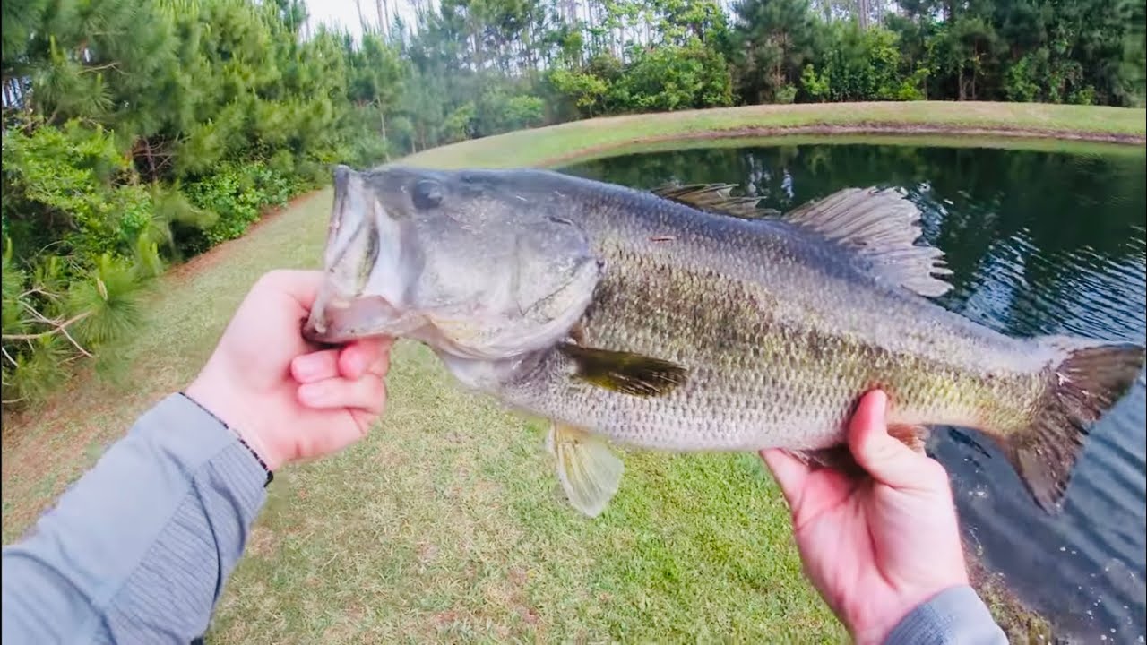 Residential Bank Fishing (BIG BASS)