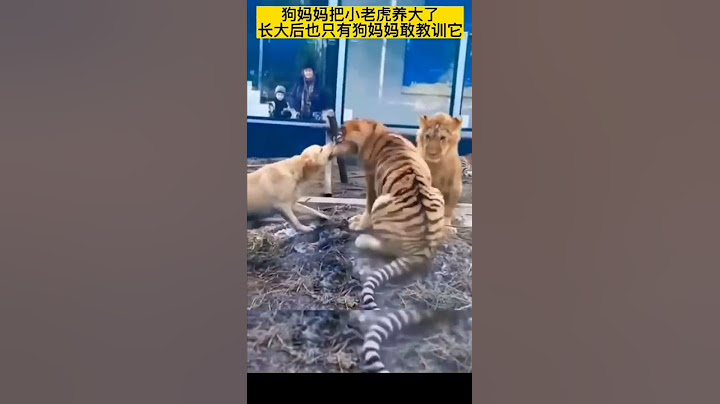 【豹】金毛妈妈养大小老虎 长大后虎狮打架金毛劝架 - 天天要闻