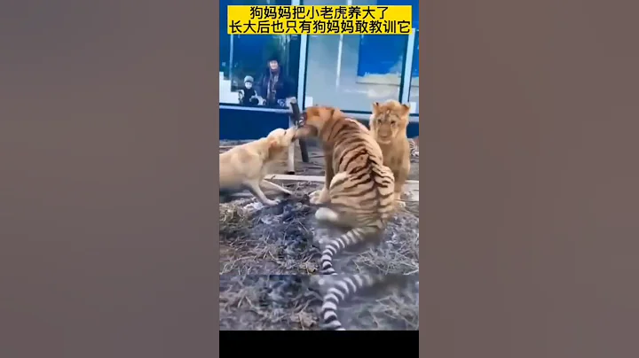 【豹】金毛妈妈养大小老虎 长大后虎狮打架金毛劝架 - 天天要闻