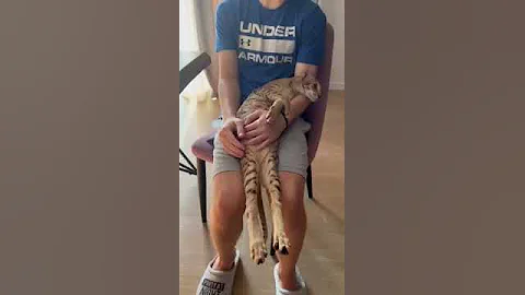 Watch the video about Oriental cat Archie spotted color with long hind legs