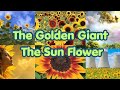 The Golden Giant The Hidden Secrets Of The Sunflower 