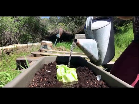 Wideo: Śmieci do ogrodu: wskazówki dotyczące uprawy roślin z kosza
