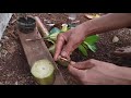 Download Lagu Cara memperbanyak pohon puring dengan mudah
