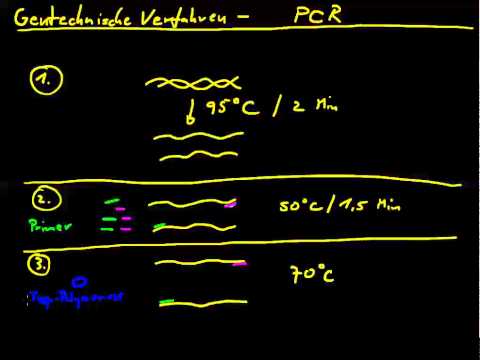 Video: Analyse Af Hårnål RNA-transgen-induceret Gendæmpning I Fusarium Oxysporum