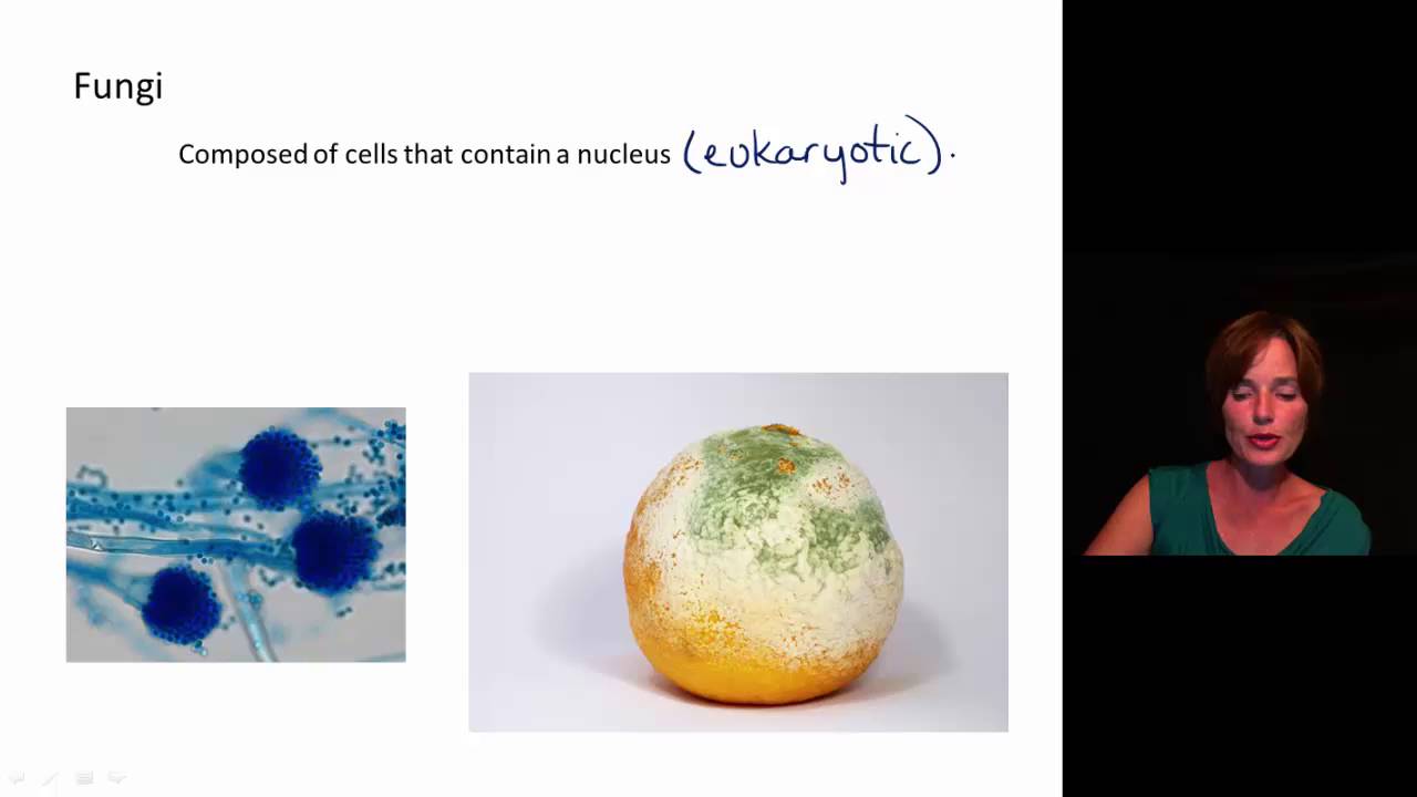 Ch1_1(Micro History) YouTube