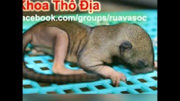 tiếng sóc đất kêu mẹ ..Chuẩn nhất đi săn bẫy