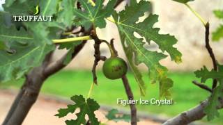 Figuier ice crystal : plantation et entretien