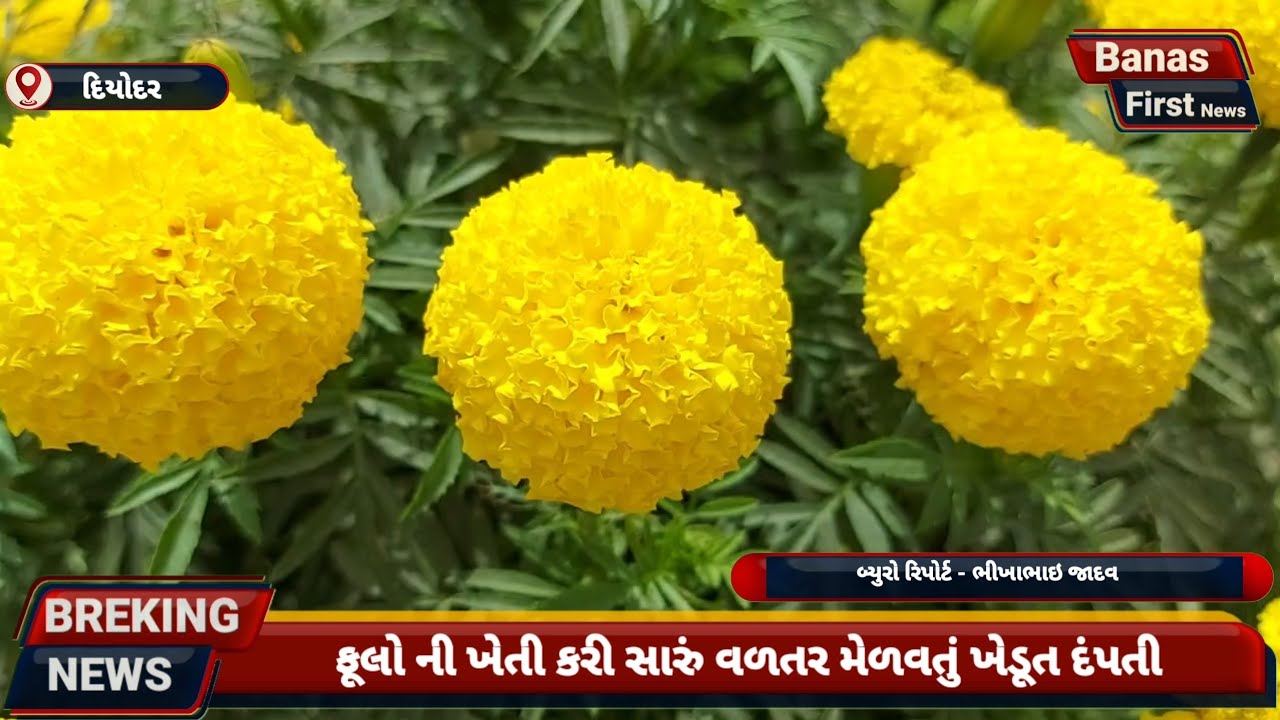 ગલગોટા ની ખેતી કરી અઢળક વળતર મેળવતું ખેડૂત દંપતી