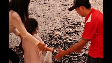 Nổi "da gà" với đàn cá vạn con ở thiền viện Trúc Lâm- An Giang