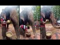 Government scheme with food for elephants | kerala news