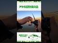 バス釣りしてたらまさかのアシ際に巨大魚 #バス釣り #琵琶湖 #bassfishing #釣り