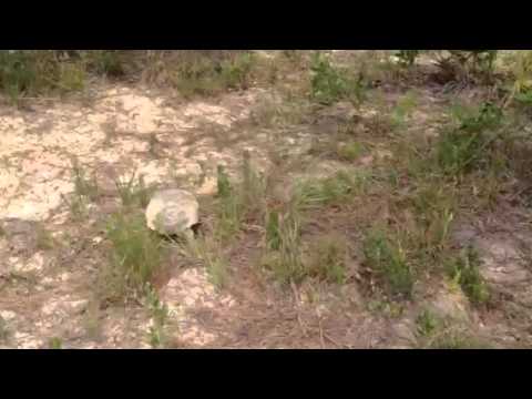 Tortoise sprint