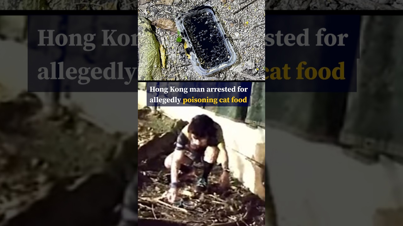 Man arrested for allegedly putting rat poison in food left for stray cats in a Hong Kong park