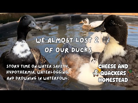 The Scariest Situation I’ve Managed Keeping Waterfowl | Drowning In Ducks | Story Time
