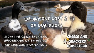 The Scariest Situation I’ve Managed Keeping Waterfowl | Drowning In Ducks | Story Time