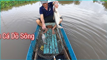 Giăng câu cá tra sông cái mùa nước lên dính được cá to | Miền Tây Cây Lúa |