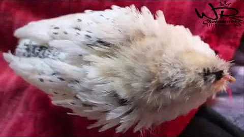 Como curar pulorose?