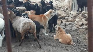 Таджикская порода  дахмарда... 10 месяцев щенку...