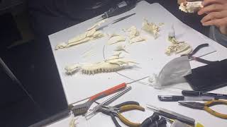 Exploding crocodile skull