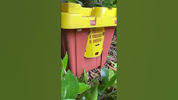 Trap out hive removal #bees #beeremoval #savemybees